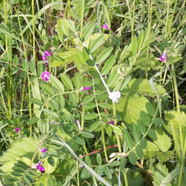 Futterwicke - Vicia Sativa | Bienenroute